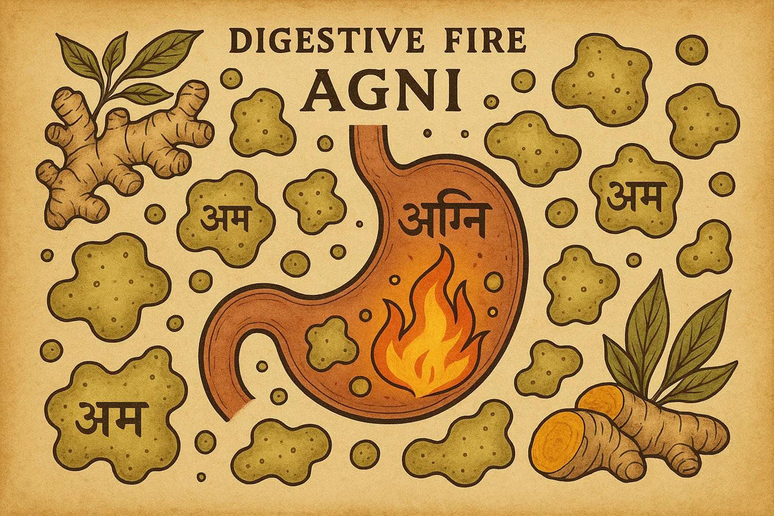 🪔 Understanding 'Ama': The Root of Toxins in Ayurveda and Its Impact on Health - Padmved Wellness